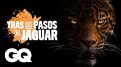 El jaguar en México: la posible extinción de uno de los animales más importantes