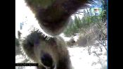 La vita segreta degli orsi svelata da una piccola telecamera