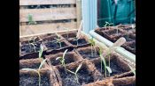 How to sow seeds with House & Garden's garden editor Clare Foster | House & Garden