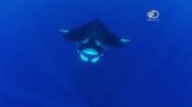 Racing Extinction Exclusive Clip: A Connection Between a Manta Ray and a Man 