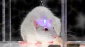 Optogenetics and Enhancing Brain Functions