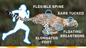 Why Humans Can’t Run Cheetah Speeds (70mph) and How We Could