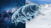 Why Scientists Are Stress Testing Tardigrades