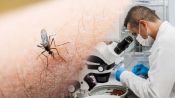 The Science Behind Genetically Modified Mosquitoes