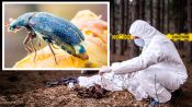 How Entomologists Use Insects to Solve Crimes