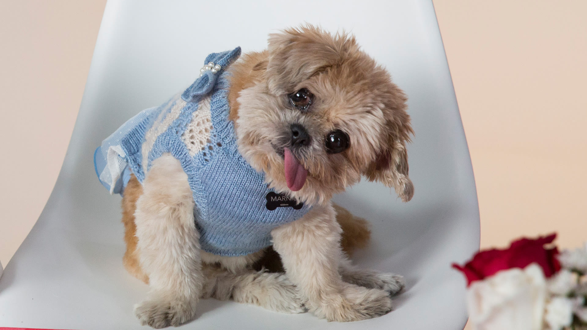 Watch Two Adorable Rescue Pups Enjoy a Three Michelin-Starred Meal ...