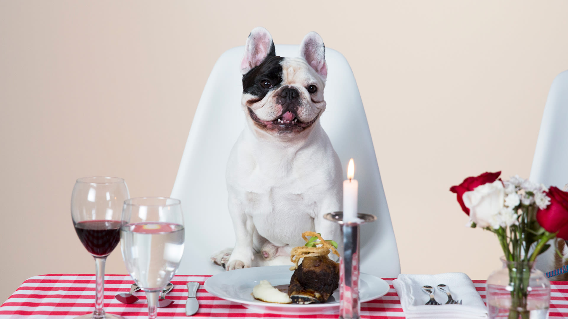 Manny 2025 the frenchie