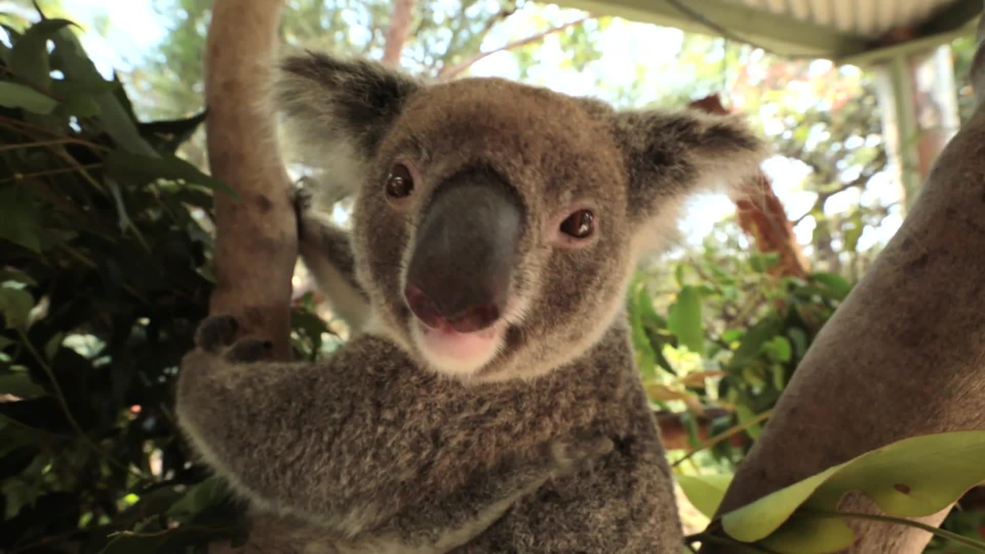 Watch Meet Australian Animals We Love: Kampala the Koala | Condé Nast  Traveler