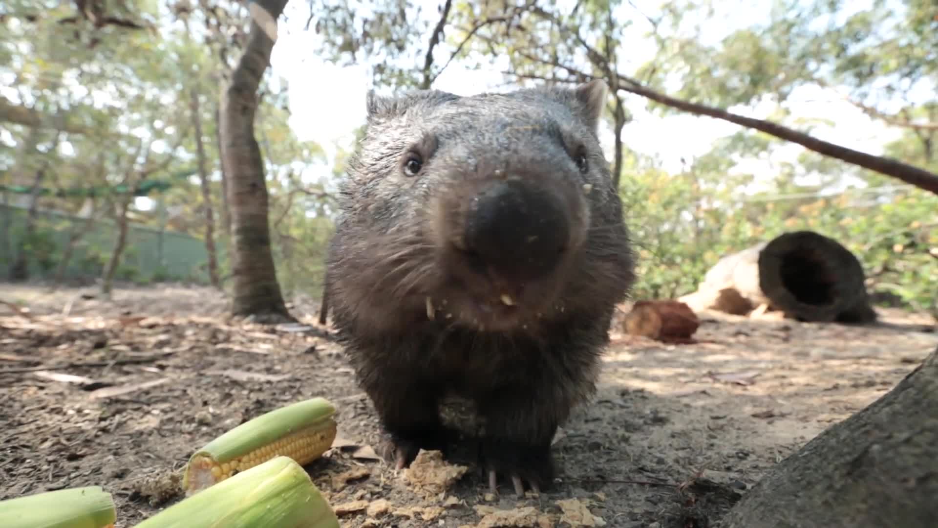 Watch Meet Australian Animals We Love: Ali the Wombat | Condé Nast Traveler Watch Meet Australian Animals We Love: Ali the Wombat | Condé Nast Traveler
