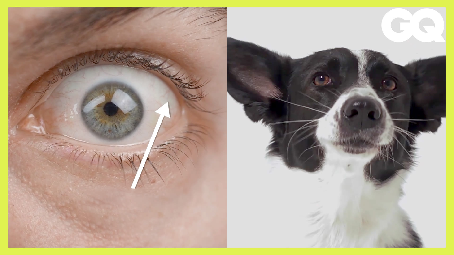 Watch 「狗狗認知研究員」解釋寵物狗如何學會和人「溝通」 How Puppy Dog Eyes Evolved to Match ...