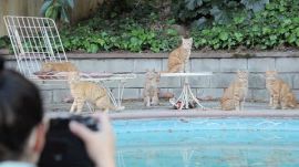 Behind the Scenes: Cats by the Pool