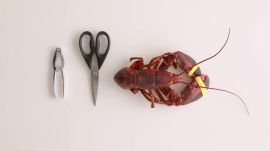 How to Take Apart a Lobster