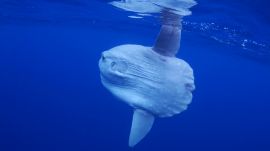 Absurd Creatures | Pucker Up With the Truck-Sized Ocean Sunfish