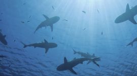 Using Shark Skin to Fight Against Bacteria  