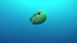 Absurd Creatures | The Curious Case of the Elusive, Slimy Nautilus