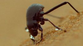 Can Namib Desert Beetles Help Us Solve Our Drought Problems?