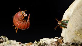 Mantis Shrimp Fight Club