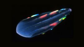 Absurd Creatures | Comb Jellies Are Ready to Rave