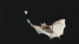 Absurd Creatures | Bats Are Totally Awesome. Trust Me, I'm a Vampire