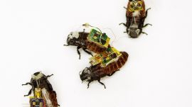 Cyborg Cockroaches Could Save Your Life