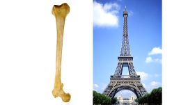 Did You Know the Eiffel Tower Was Inspired by Your Femur?
