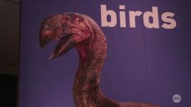 AMNH Exhibit: Dinosaurs among us