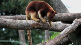 Absurd Creatures | Silly Tree Kangaroo, You’re Not Supposed to Be Up There