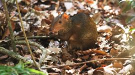 Meet the Agouti, the Giant Yet Lovable Rodent of the Amazon