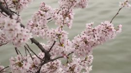 Viewing Cherry Blossoms in Washington, D.C.