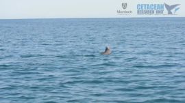 Complex prey handling of octopus by bottlenose dolphins | Ars Technica