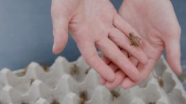 Why You Should Add Crickets to Your Diet