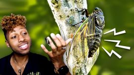 Bug Expert Explains Why Cicadas Are So Loud