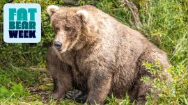 How Fat Bears Bulk Up To Hibernate (And Why We Love To See It)