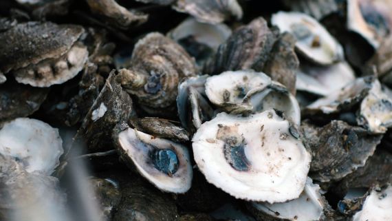 How Oysters Can Help Fight Climate Change