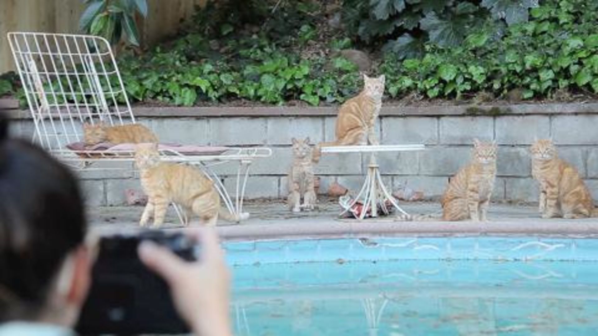 Pool outlet for cats