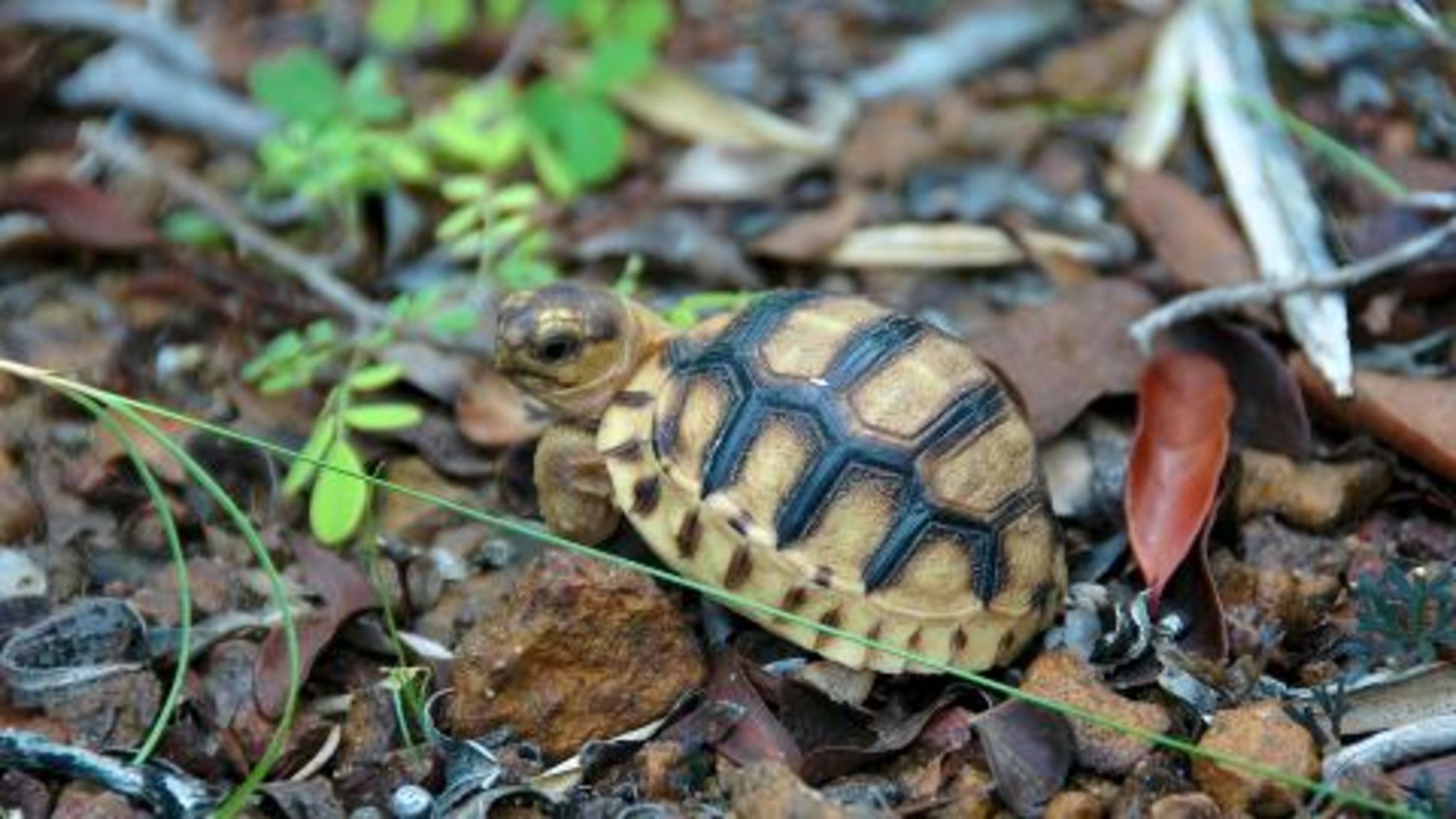 Watch Saving the Plowshare Tortoise Commentary The New Yorker