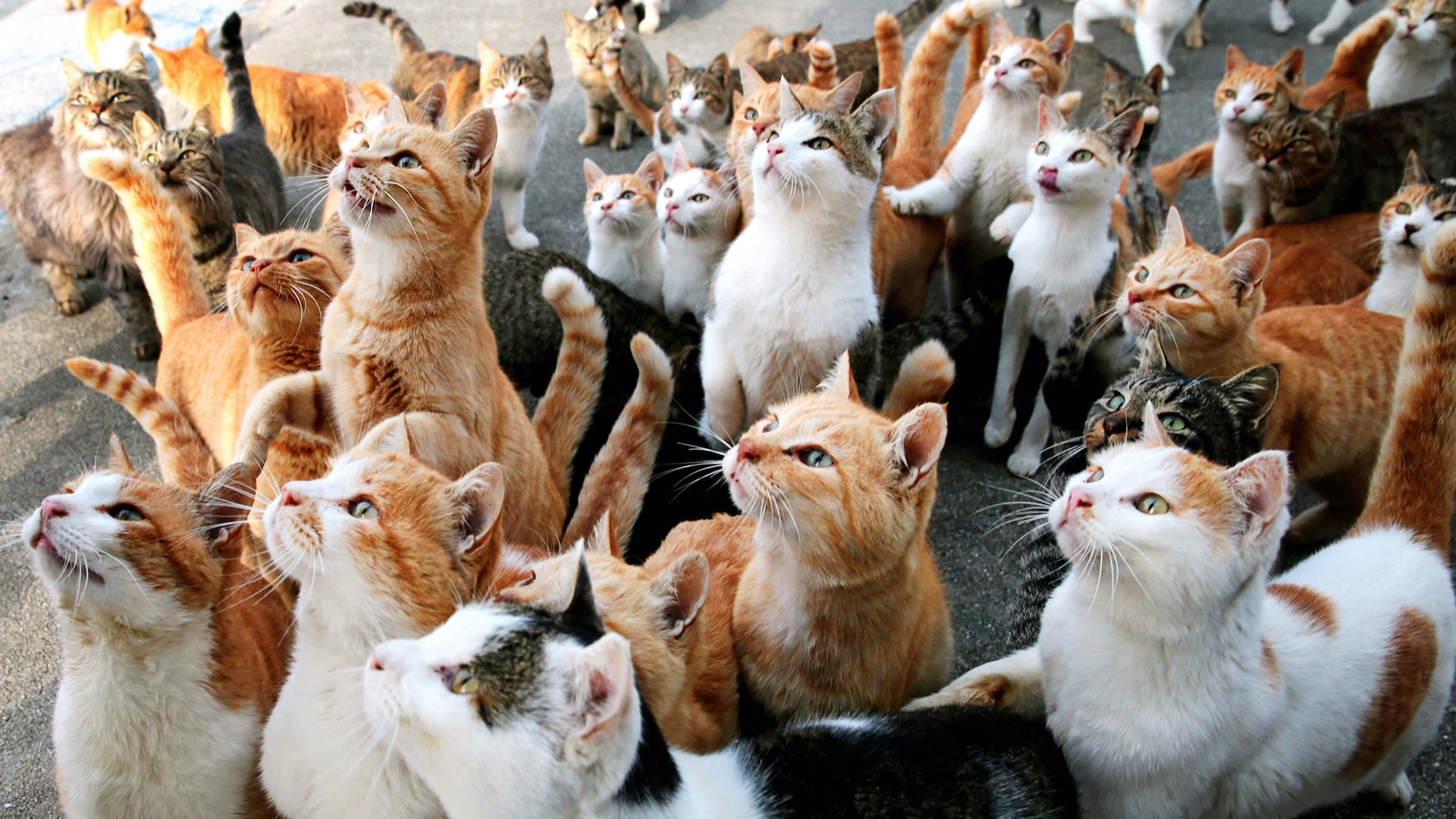 Watch How Cats Tamed Us | Annals of Obsession | The New Yorker