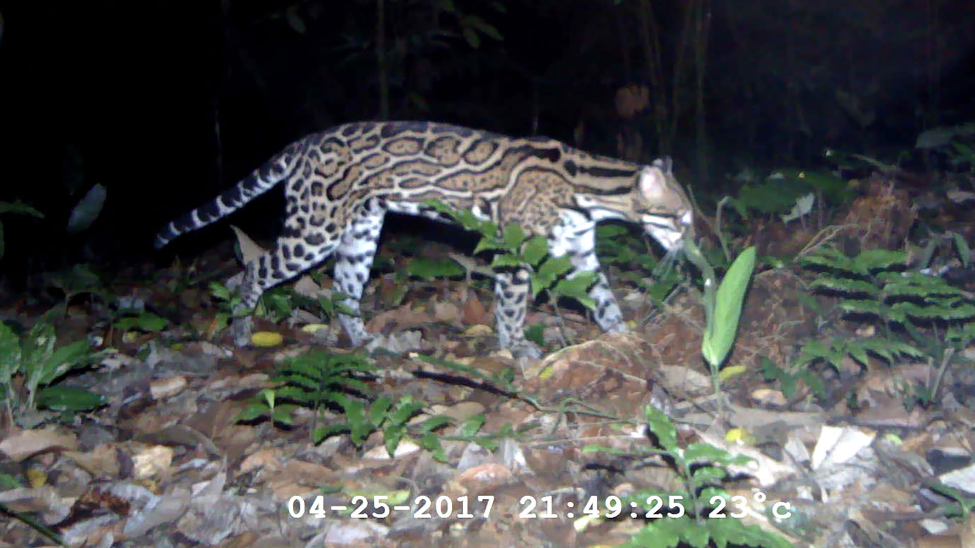 Watch Rare Creatures Caught on Camera The New Yorker