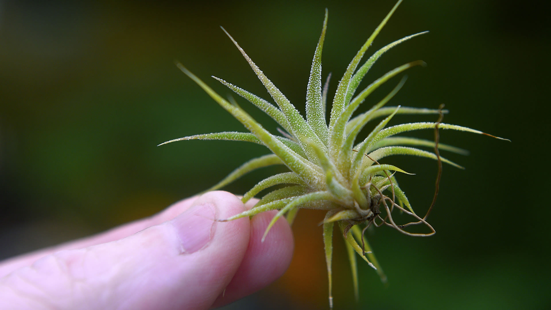 Watch How Does a Plant Grow Without Soil? Annals of