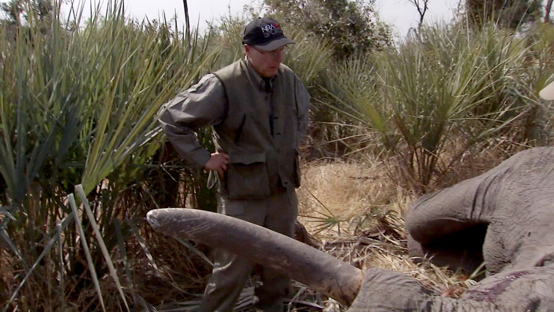 Watch The Video of the N.R.A.’s Leader and His Wife Shooting Elephants