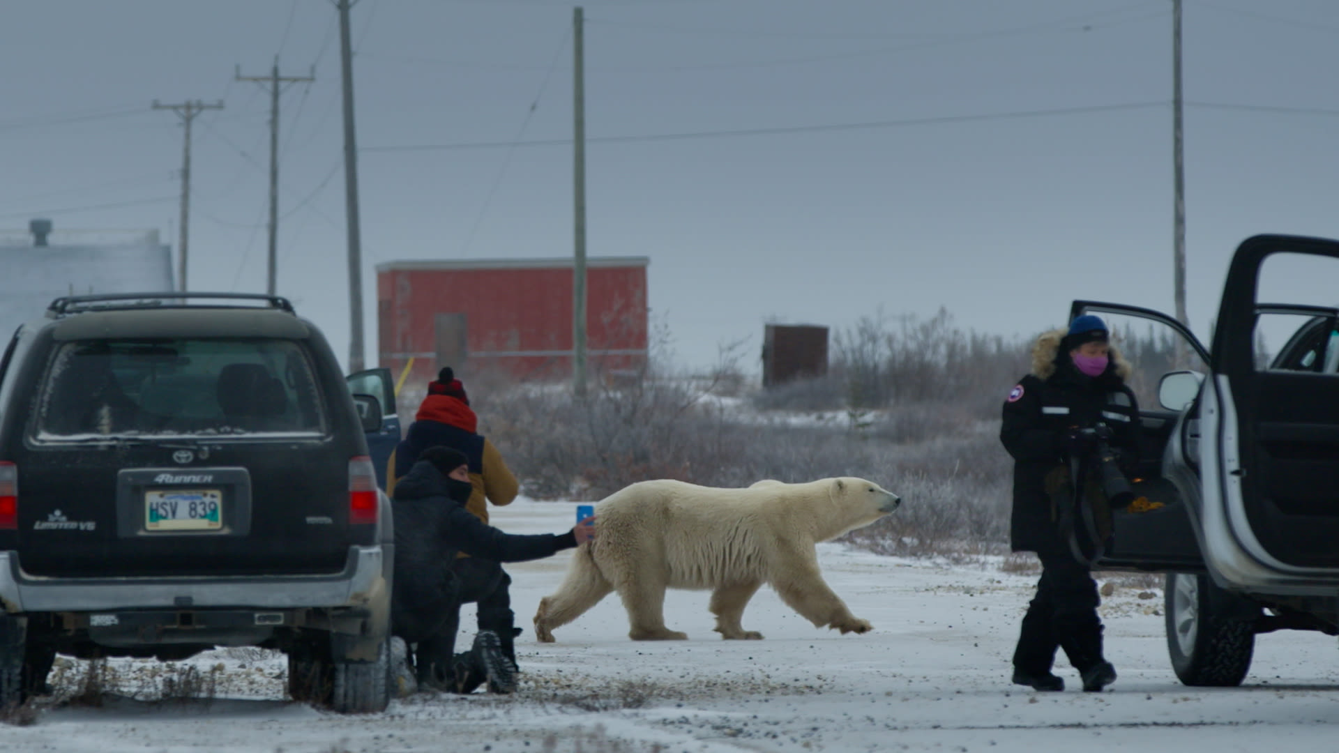 Watch Nuisance Bear: A Migration Turns to Chaos | The New Yorker
