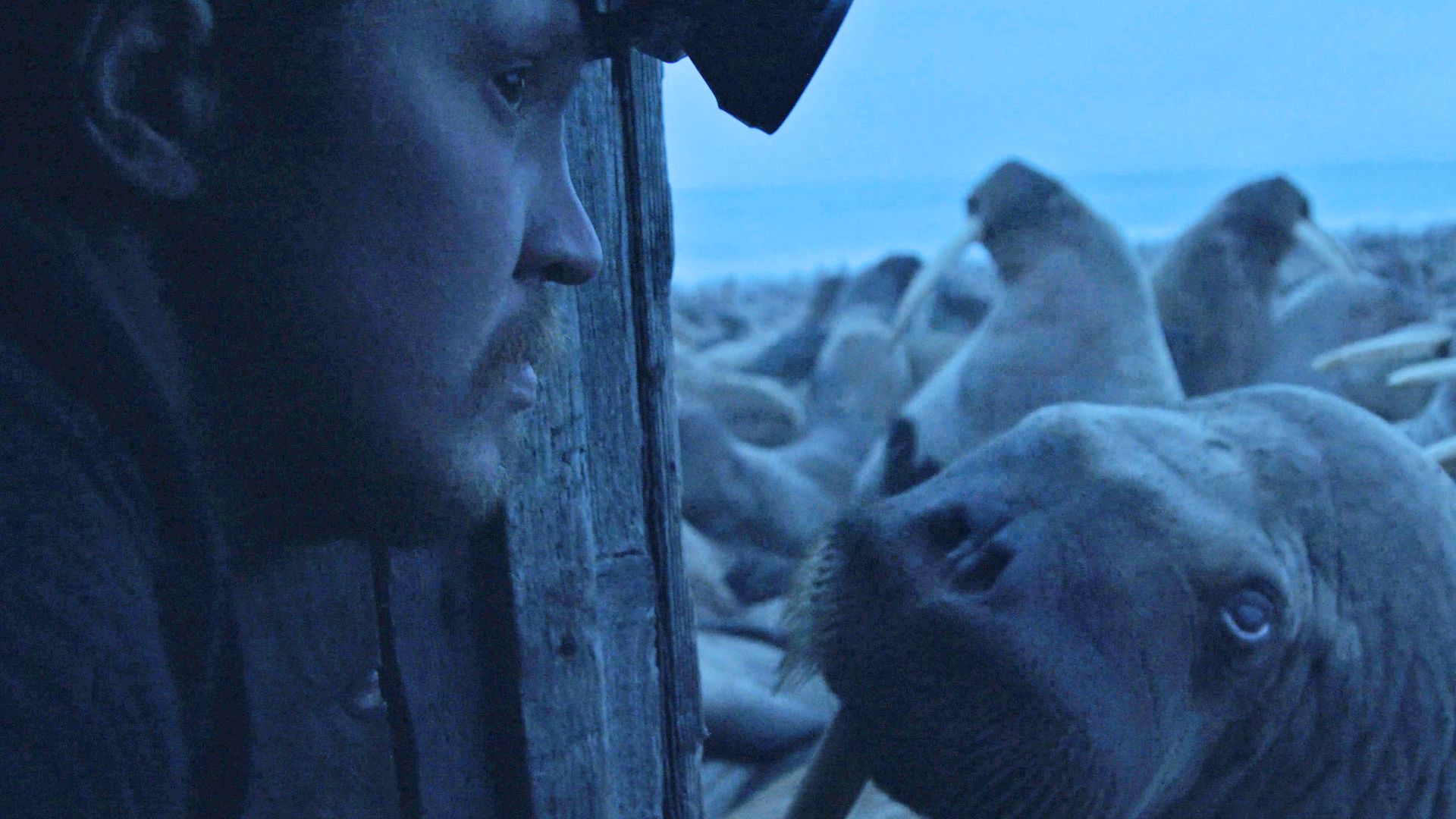 Watch "Haulout": Melting Sea Ice Pushes Walruses to the Brink | The New ...