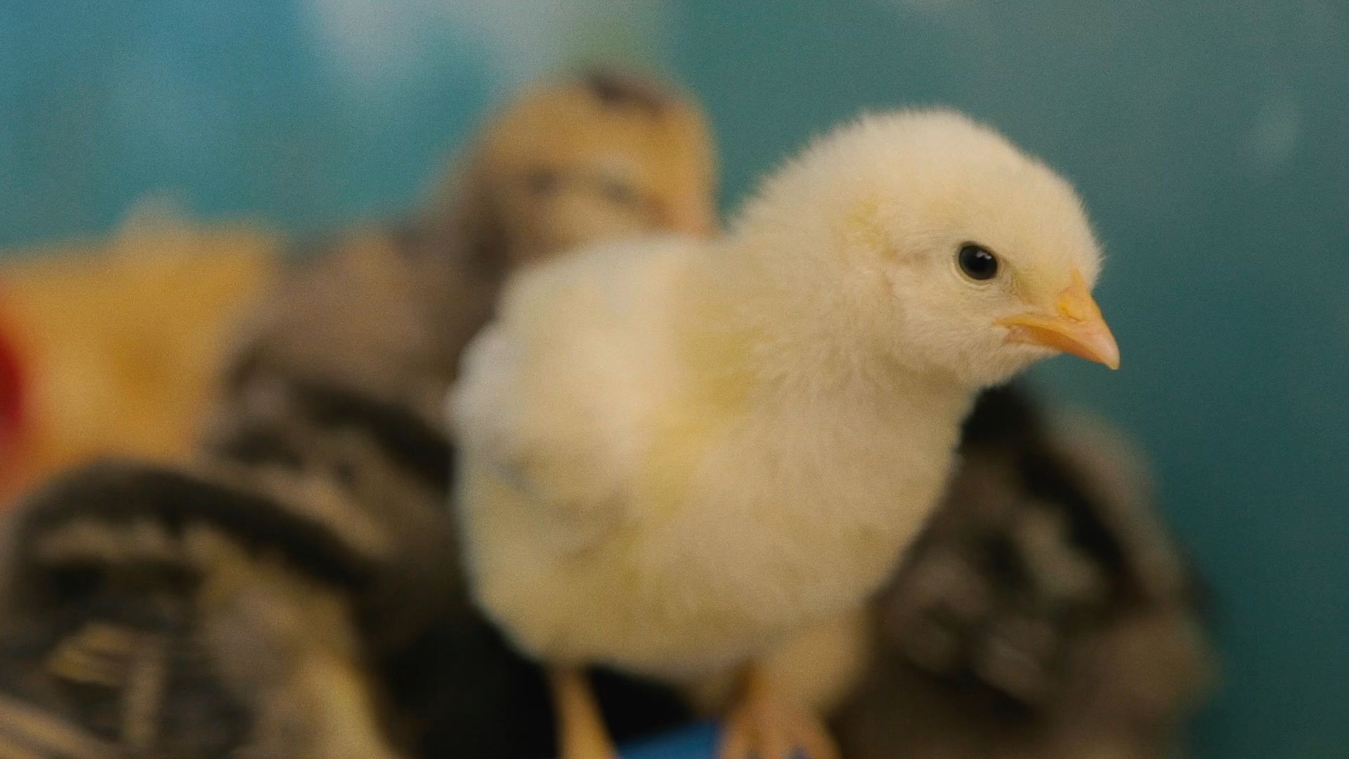 Sehen Sie sich „Chicken Stories: Siris Leitfaden für neue Landwirte“ an |  Der New Yorker Dokumentarfilm