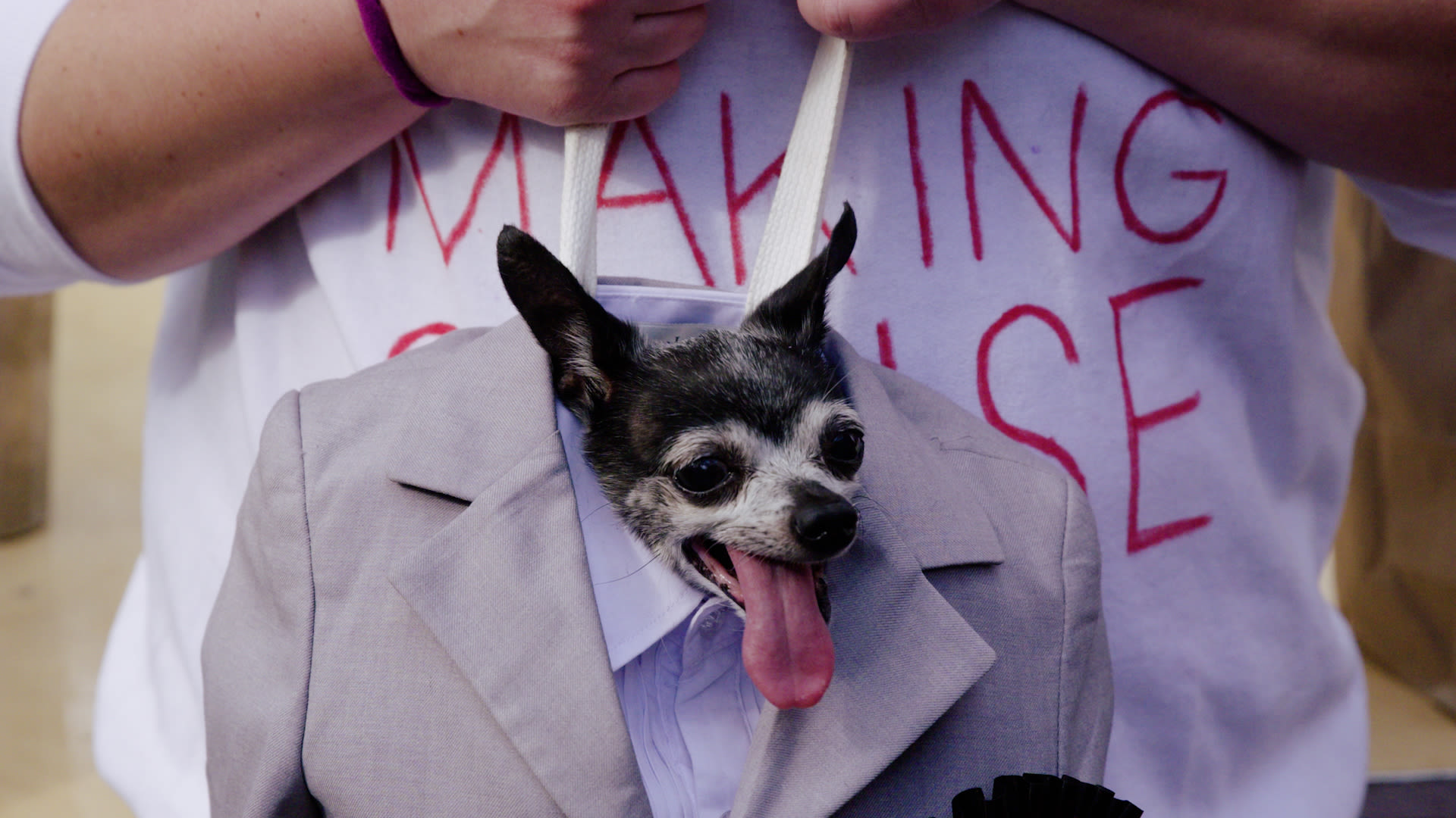 New York s Best Dressed Dogs Compete