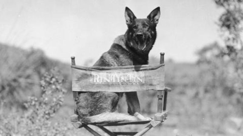 Watch The Adventures of Rin Tin Tin | Commentary | The New Yorker