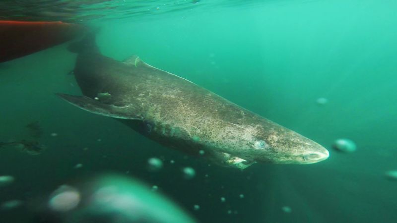 The Strange and Gruesome Story of the Greenland Shark, the Longest-Living  Vertebrate on Earth | The New Yorker