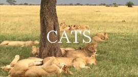African Safari: Big Cats 