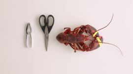 How to Take Apart a Lobster