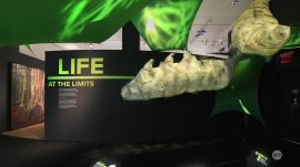 Ars visits the AMNH "Life at the Limits" Exhibit