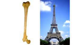 Did You Know the Eiffel Tower Was Inspired by Your Femur?